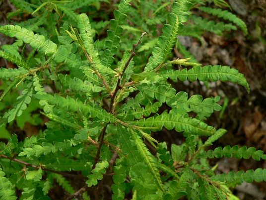 {Comptonia peregrina}